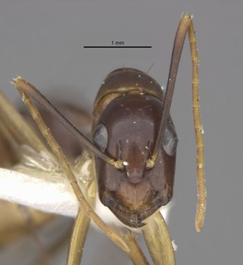 Media type: image;   Entomology 26112 Aspect: head frontal view